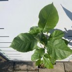 Magnólia (Magnolia soulengeana x liliflora) ´GENIE´ ® - výška 60-80 cm, kont. C1,5L (-24°C) - kvitnúca 2x ročne